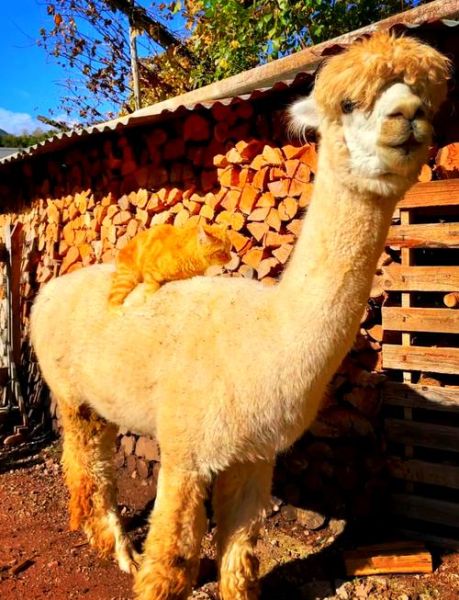 梦到羊驼是什么意思_羊驼梦境解析