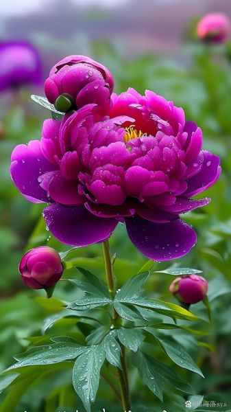 芍药花图片大全_芍药花品种有哪些