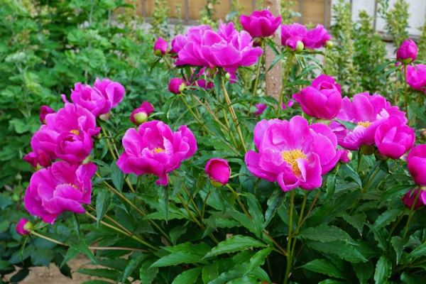 芍药花图片大全_芍药花品种有哪些