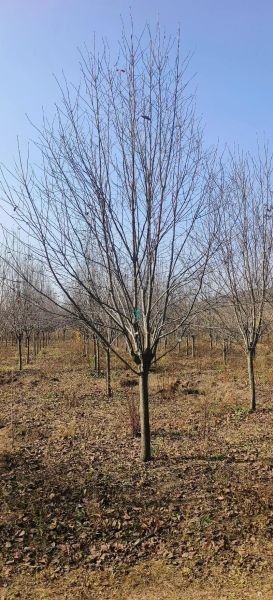 乔木图片大全_常见乔木有哪些品种