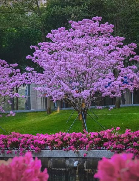 乔木图片大全_常见乔木有哪些品种