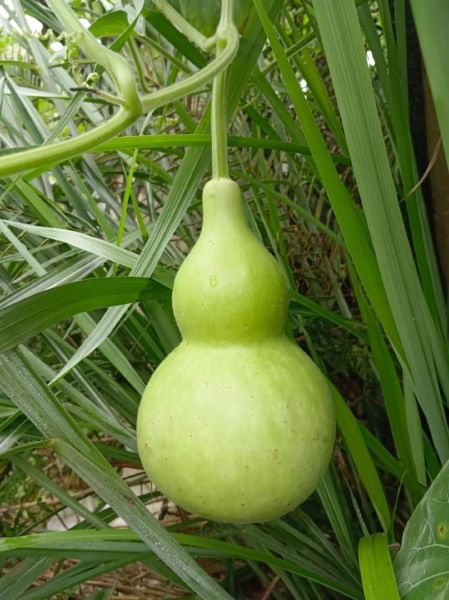 葫芦图片大全_葫芦品种有哪些