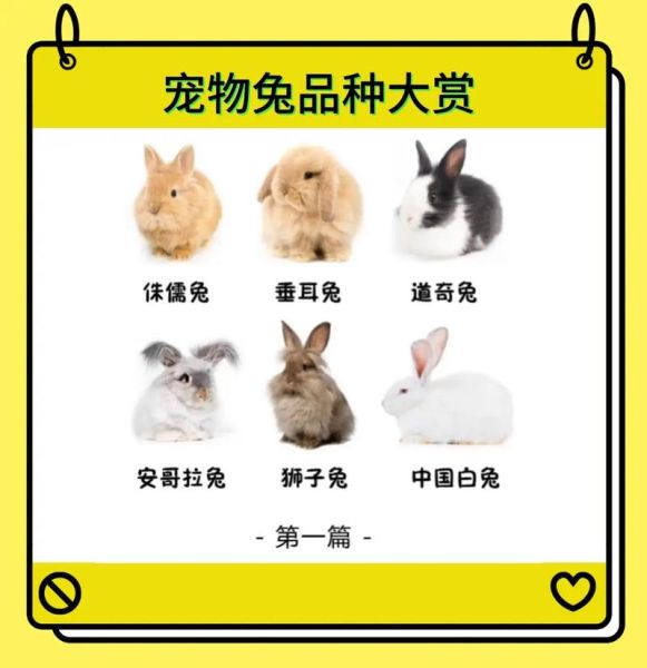 兔子品种大全_如何挑选宠物兔