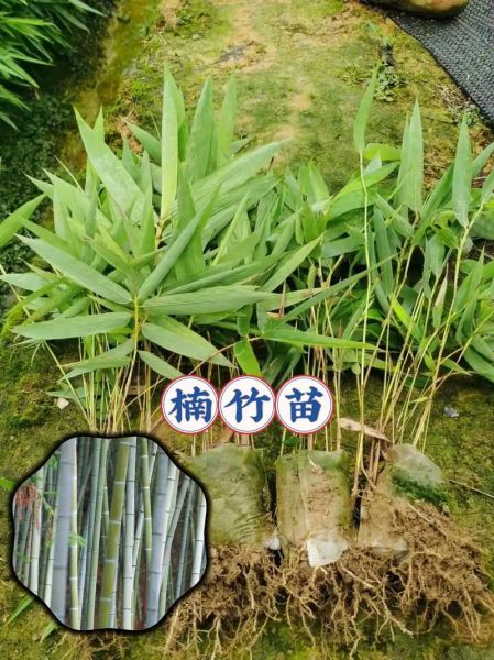 南竹图片大全_南竹和毛竹的区别是什么