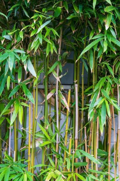 南竹图片大全_南竹和毛竹的区别是什么