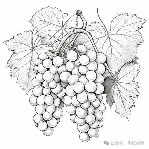 葡萄画图片大全大图_如何临摹