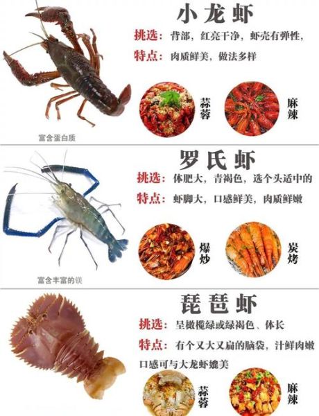 虾图片大全_如何挑选高清虾图
