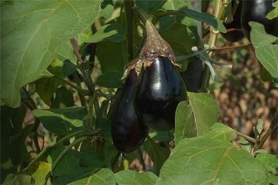 梦到吃茄子是什么意思_梦见吃茄子好不好