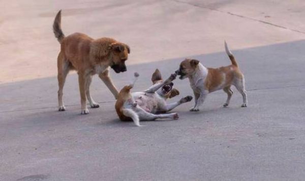 梦到一堆狗是什么意思_梦见很多狗追我怎么办