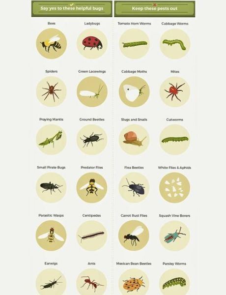 虫子图片大全_如何识别常见昆虫