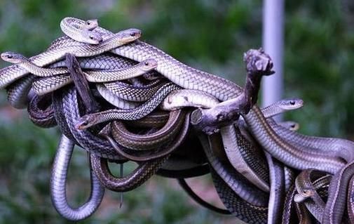 梦到地上好多蛇_梦见蛇是什么意思