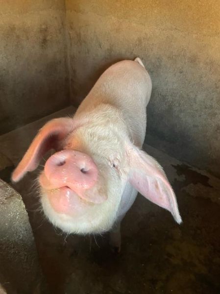 杀猪图片大全大图_高清流程图解