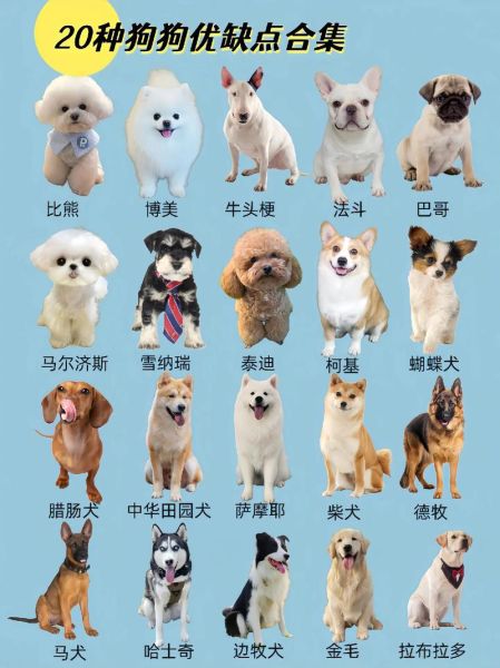 狗的品种大全及图片_如何挑选适合家养的小型犬