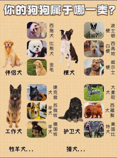 狗品种图片大全_如何快速识别常见犬种
