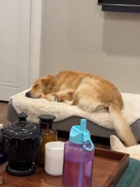 梦到金毛狗是什么意思_梦到金毛狗预示什么