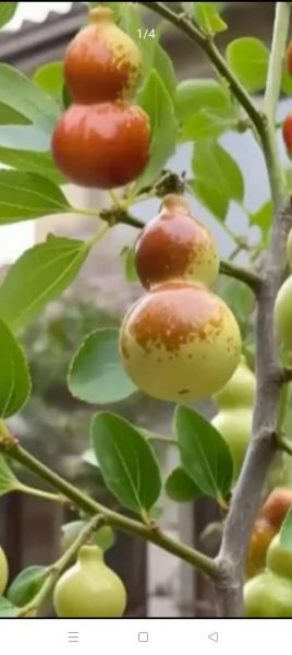 梦到捡枣是什么意思_梦见捡枣好不好