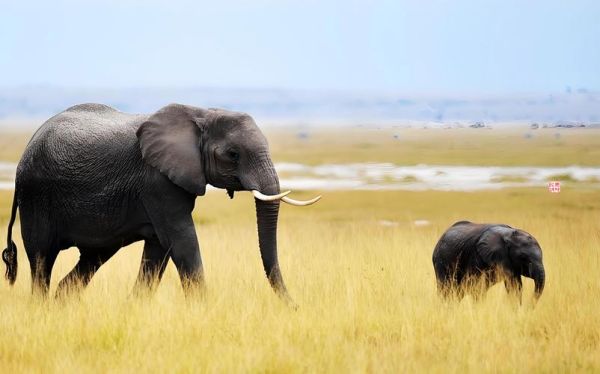 大象的图片大全_大象长什么样