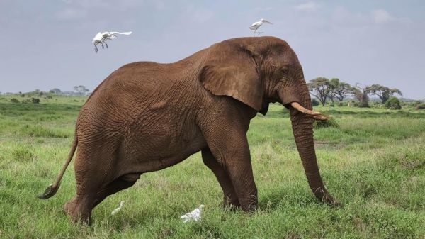 大象的图片大全_大象长什么样