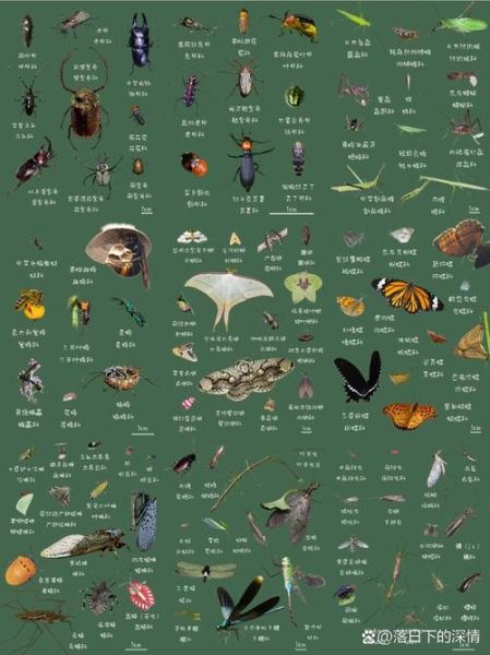 昆虫图片大全高清_如何识别常见昆虫
