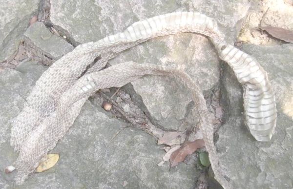 梦到蛇脱皮是什么意思_蛇脱皮梦境解析