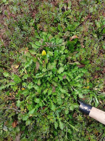 梦到挖野菜是什么意思_挖野菜梦境解析