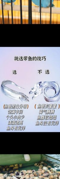 带鱼图片大全_如何挑选新鲜带鱼
