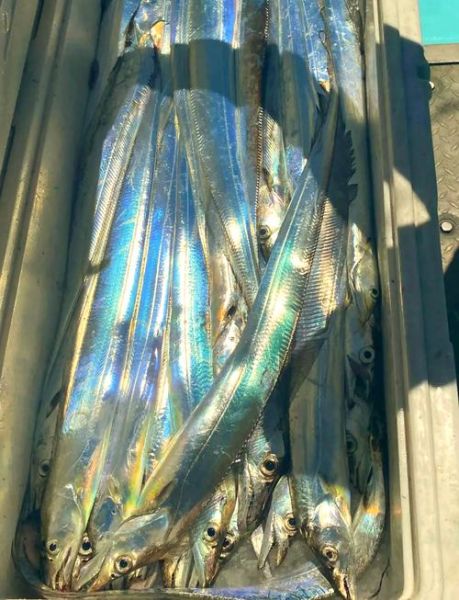 带鱼图片大全_如何挑选新鲜带鱼