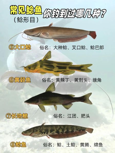 鲶鱼图片大全_鲶鱼品种怎么区分