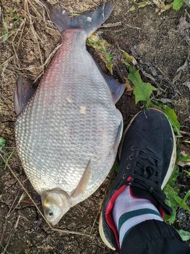 鳊鱼图片大全_鳊鱼长什么样