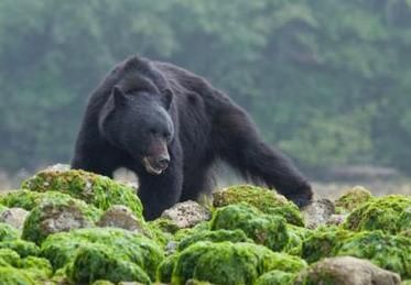 梦到被熊追是什么意思_被熊追的梦境解析