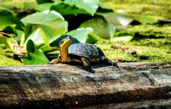 梦到乌龟是什么意思_梦见乌龟预示什么