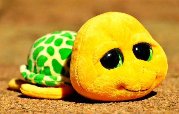 梦到乌龟是什么意思_梦见乌龟预示什么