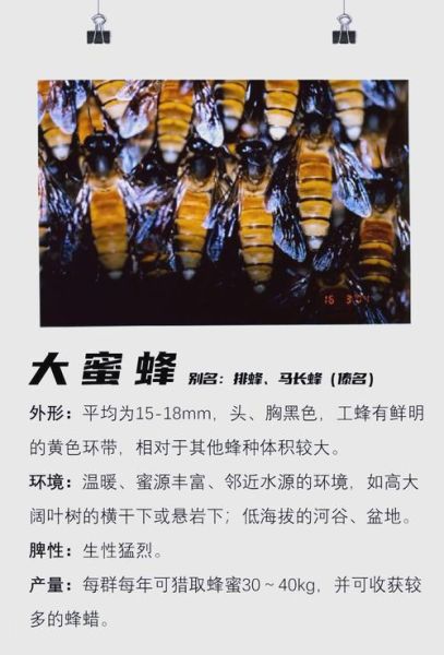 蜜蜂图片大全_蜜蜂种类识别