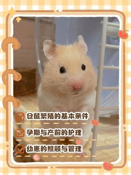 仓鼠生宝宝怎么办_仓鼠生宝宝后怎么照顾