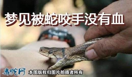 梦到被蛇咬出血_梦见蛇咬出血是什么意思