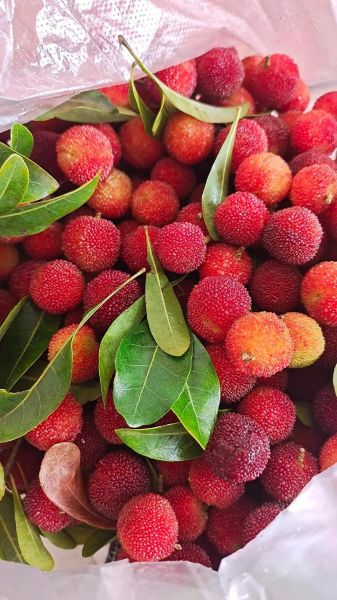 杨梅图片大全_如何挑选新鲜杨梅