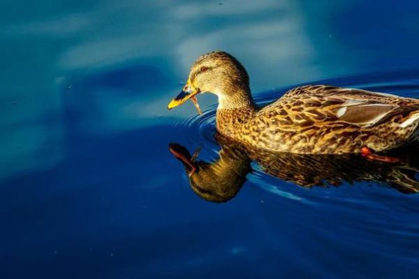 梦到一只鸭子是什么意思_梦见鸭子预示什么