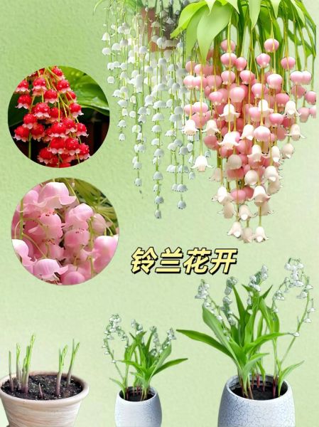 铃兰图片大全_铃兰花语是什么