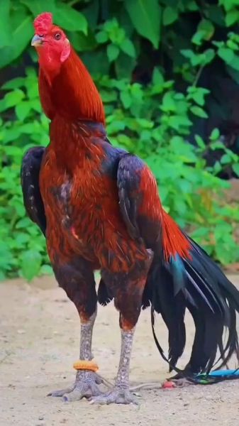 斗鸡图片大全_斗鸡品种有哪些