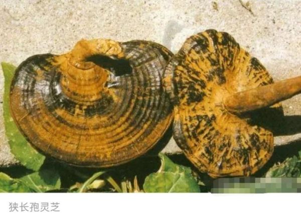 灵芝图片大全_灵芝种类如何区分