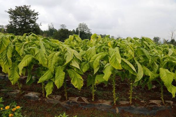 烟叶图片大全_烟叶种类有哪些