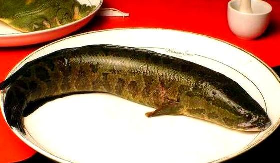 梦到黑鱼是什么意思_黑鱼梦境解析