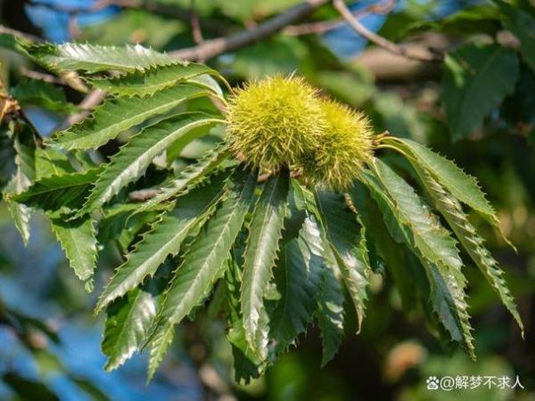 梦到板栗是什么意思_梦到板栗是吉兆吗