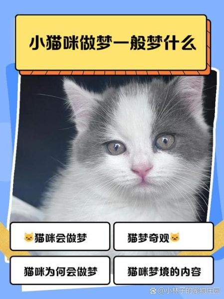 梦到灰猫是什么意思_灰猫梦境解析