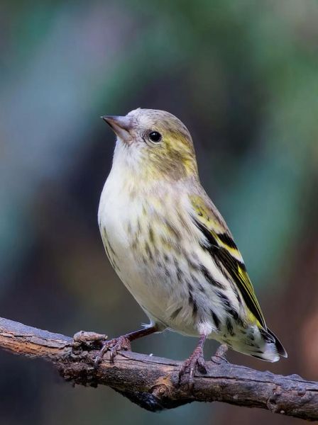 黄雀鸟图片大全_黄雀鸟长什么样