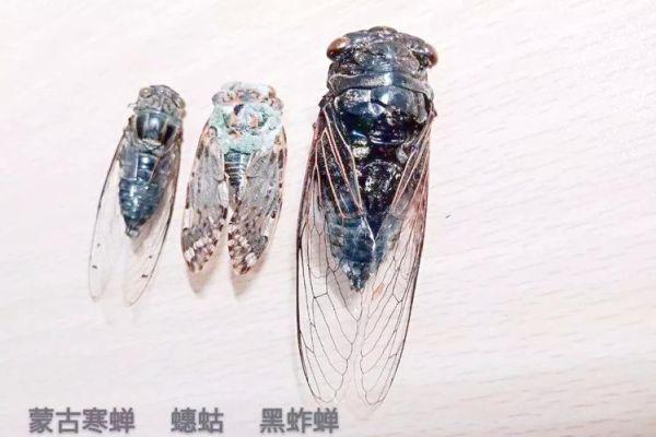 蝉的图片大全_蝉的种类有哪些