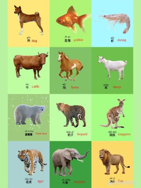 动物大全图片有哪些_如何快速识别常见动物