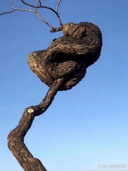 梦到蛇在树上是什么意思_梦见蛇缠树预示什么