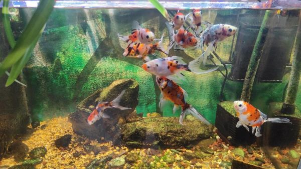 梦到鱼死了是什么意思_梦见鱼死了预示什么