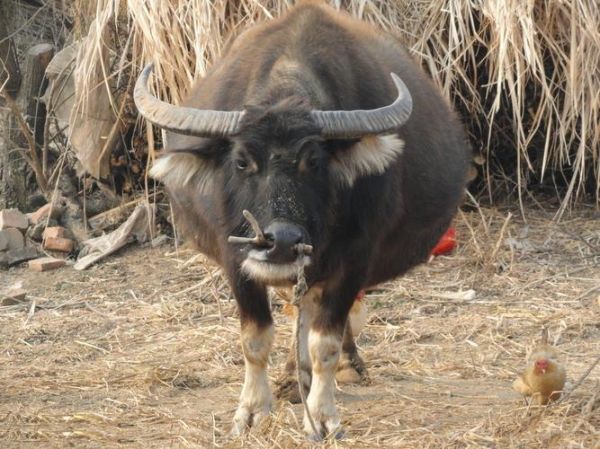 水牛图片大全_水牛高清图哪里找